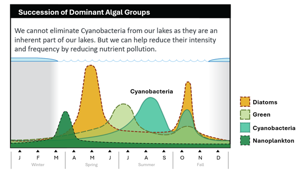 Algal groups.png